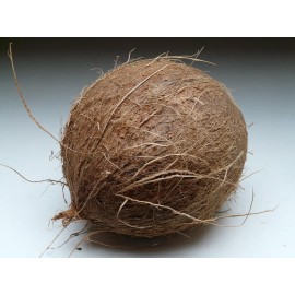 Coconut - 1 Pc