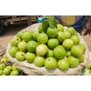 Guava - 1 Kg