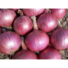 Onions - 1 Kg