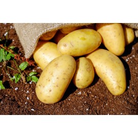 Potato - 1 Kg