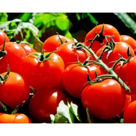 Tomato - 1 Kg